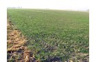 Property photo 20 - 60 Acres Offered in 2 Tracts